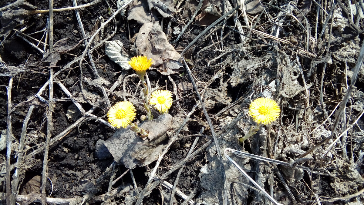 весна, первые цветы у меня в огороде