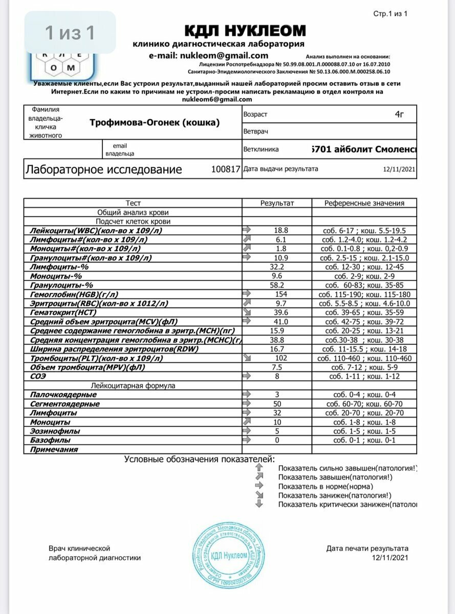 Все ее жалели, но почти два года проходили мимо...а она... | Кошачьи  новости Амуры | Дзен