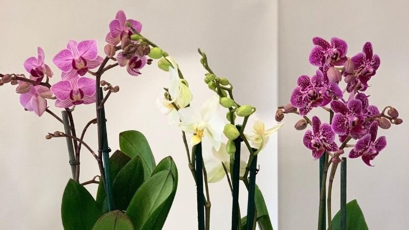 Фото: Орхидеи