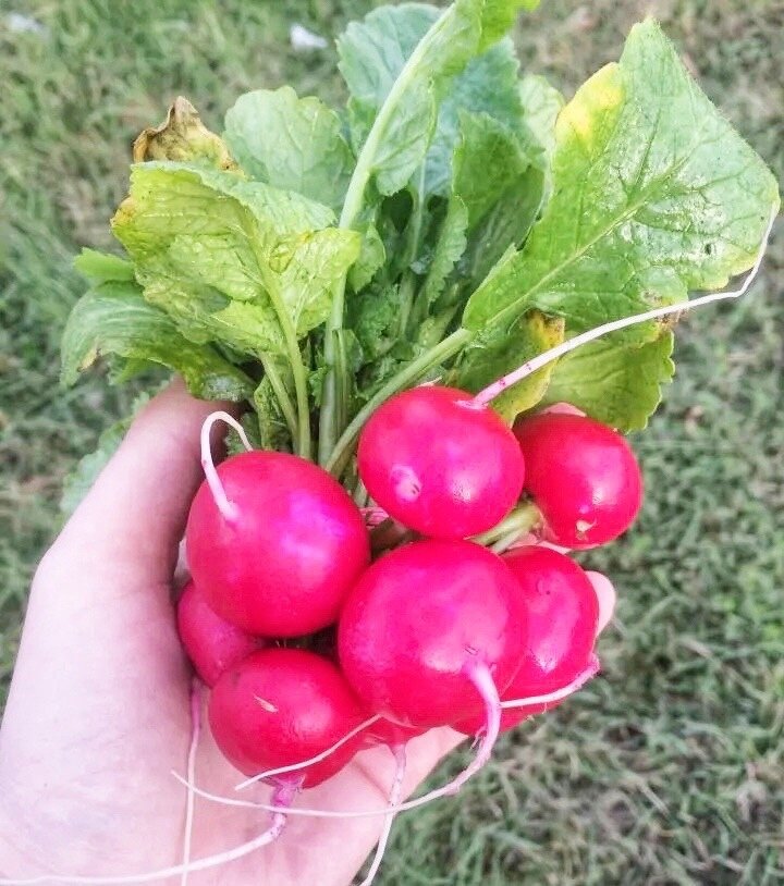 Купить семена селеста