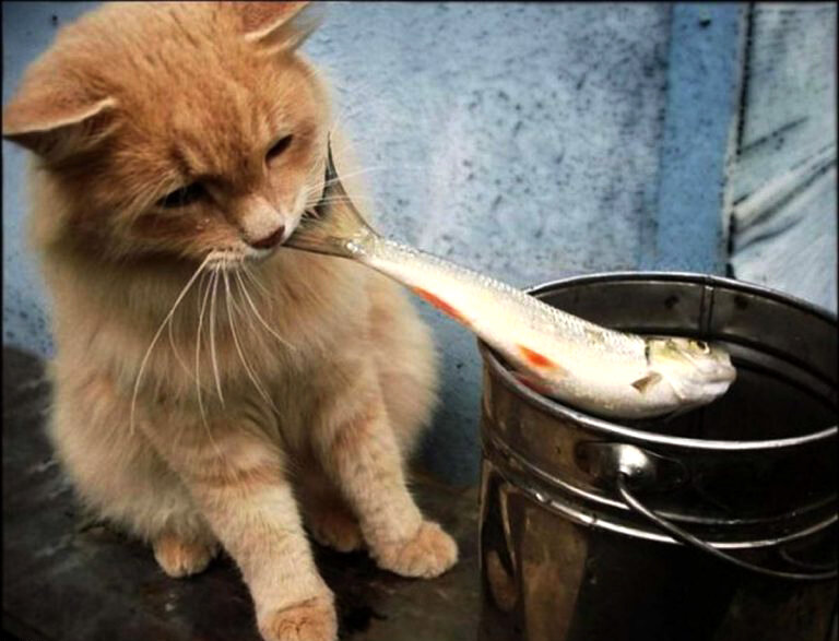 Пока хозяин не Видит , Я тут 👉 возьму 😇