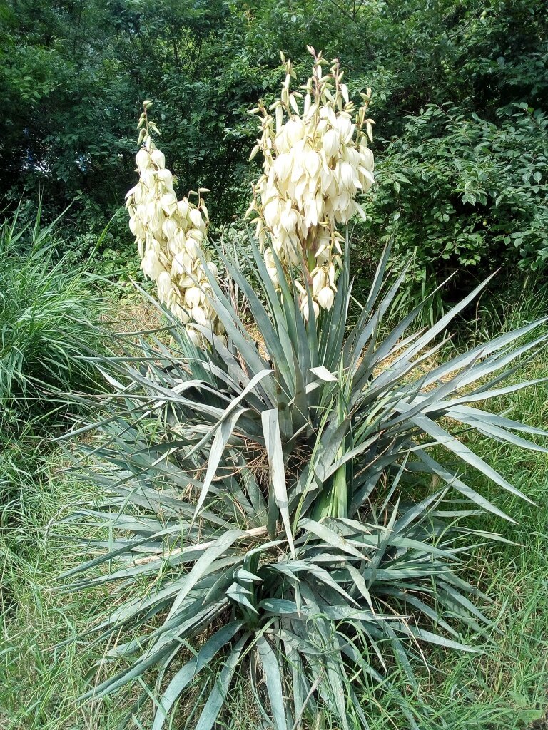 Цветёт Юкка. Фото автора  канала