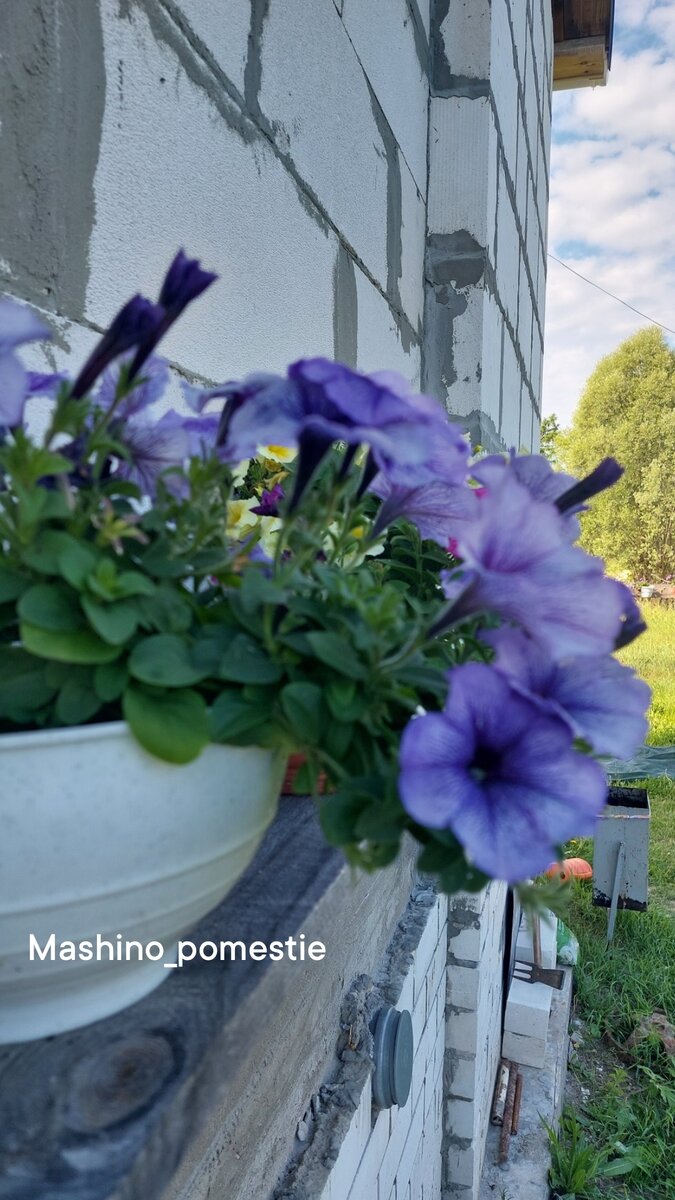 Петуния фиолетовая. Наконец-то я научилась их выращивать и прищипывать для пышного цветения