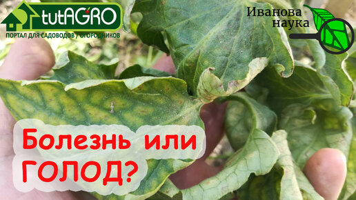 Посмотрите на нижние листья томатов, перцев и огурцов, чтобы узнать, чего не хватает вашим растениям. Симптомы нехватки питания томата.