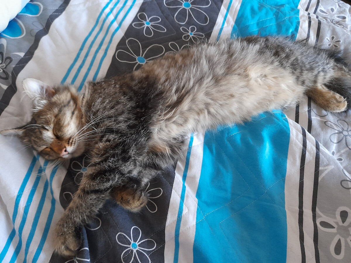 Кот Василий,  сынок Анфисы....