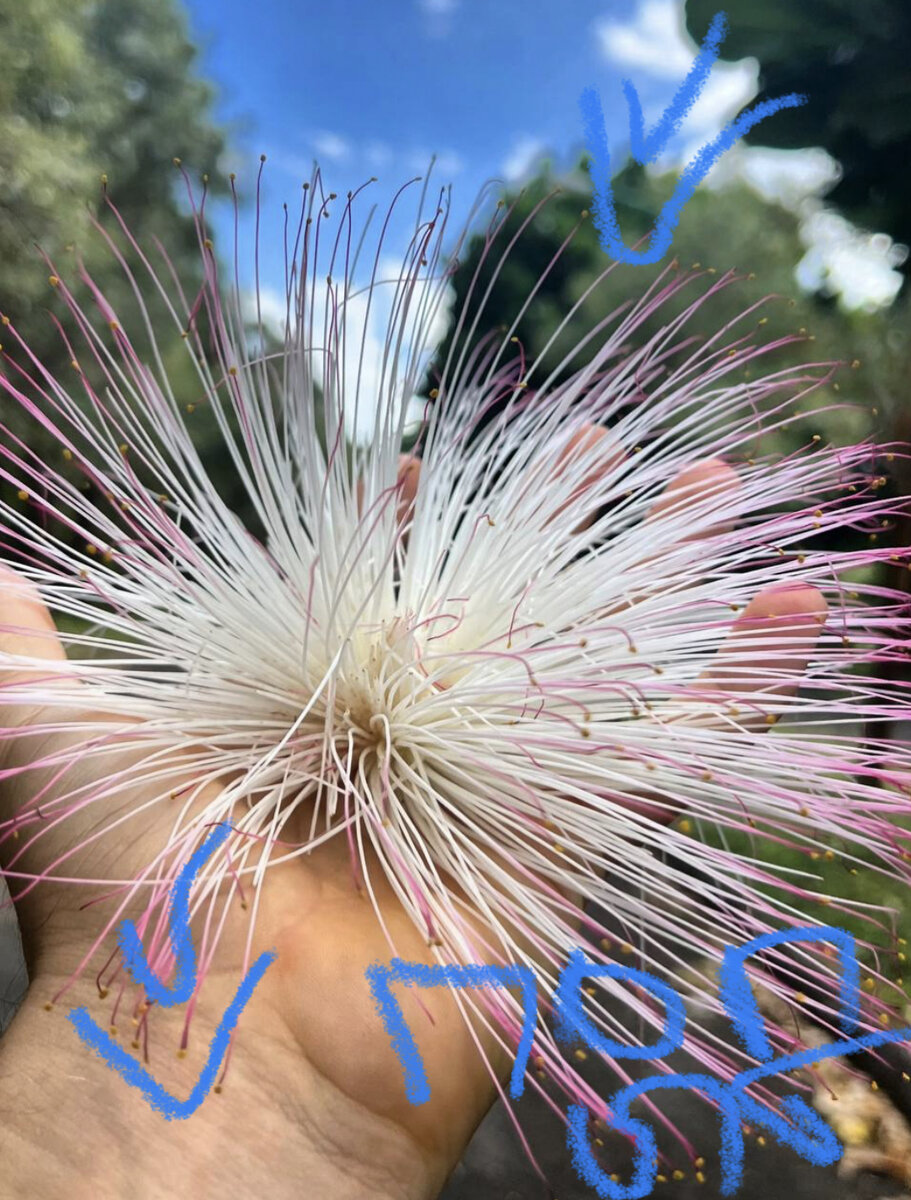 Сделал и все роду Индостан, невероятно 