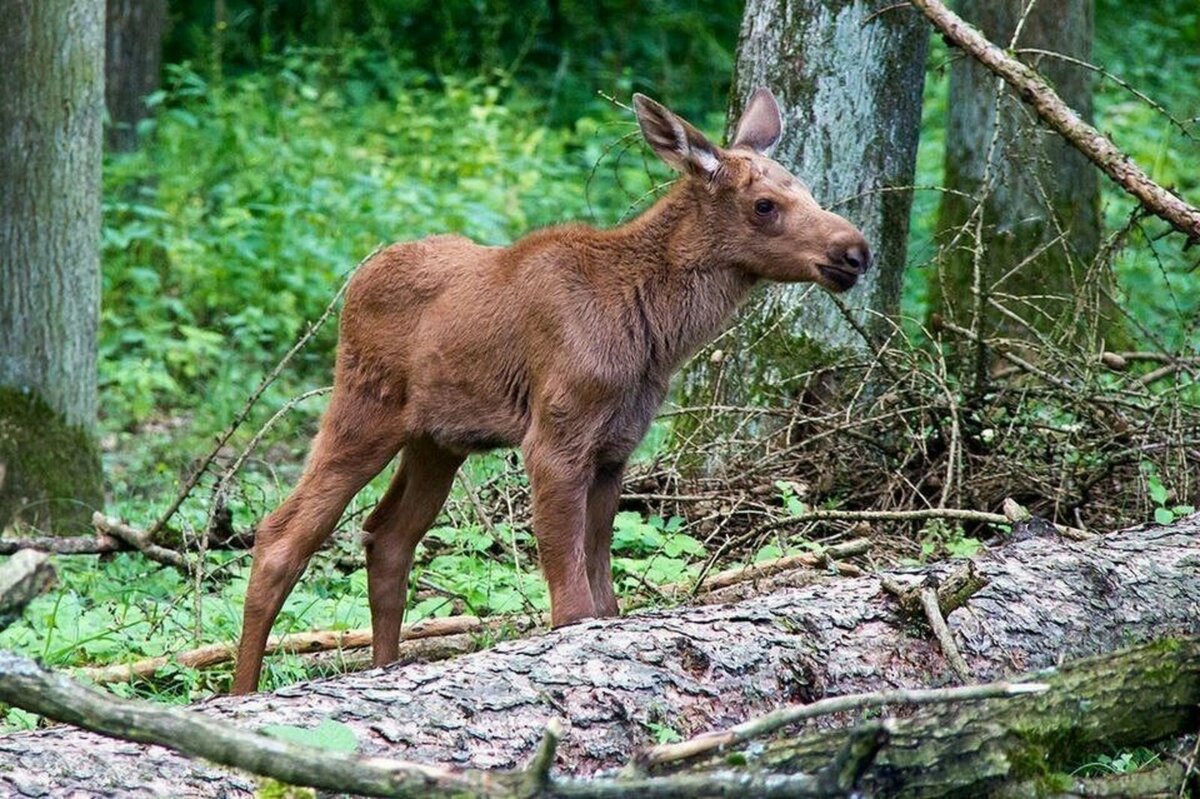 Фото маленьких лосят