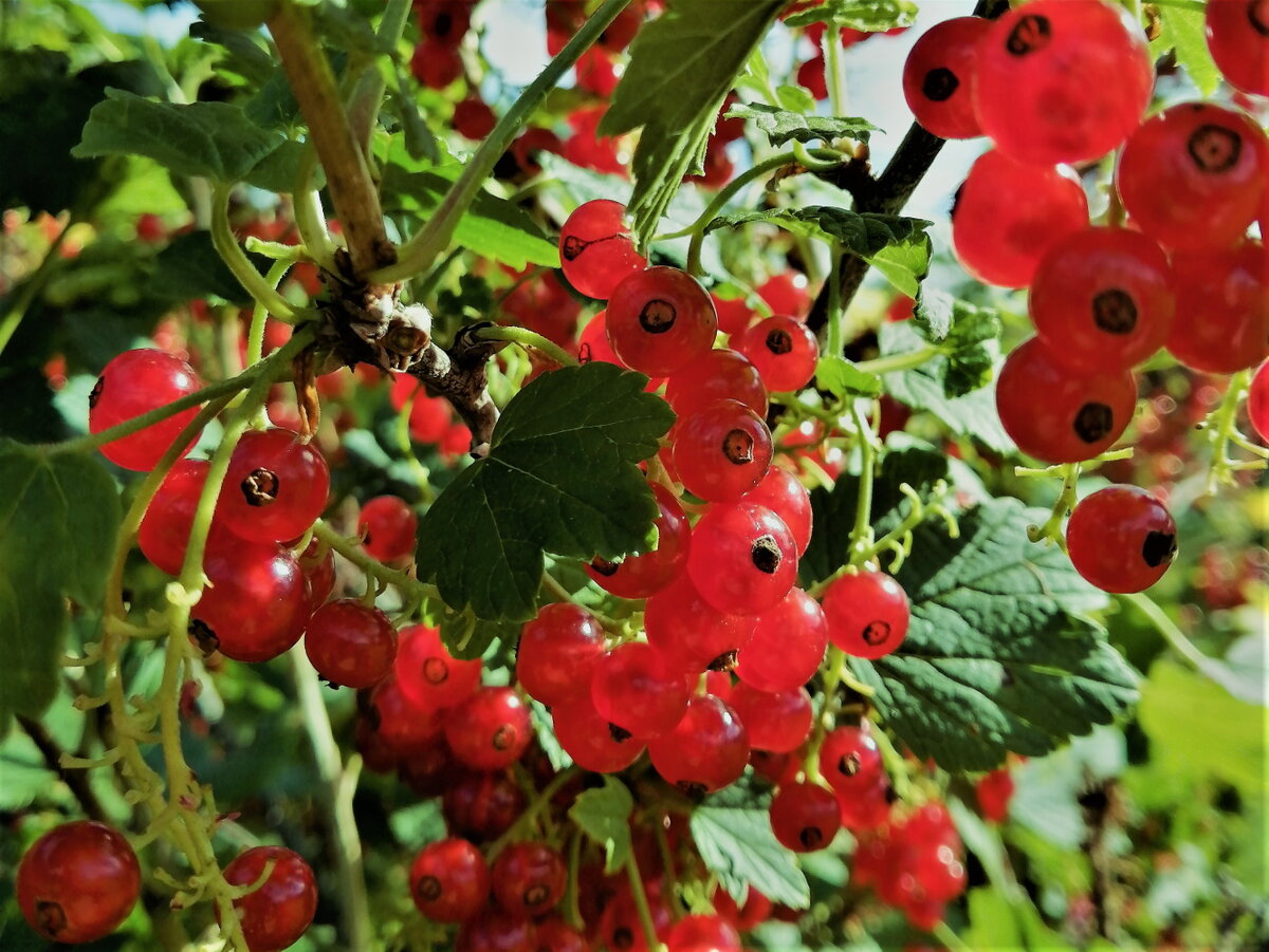 Красная смородина в моём саду.