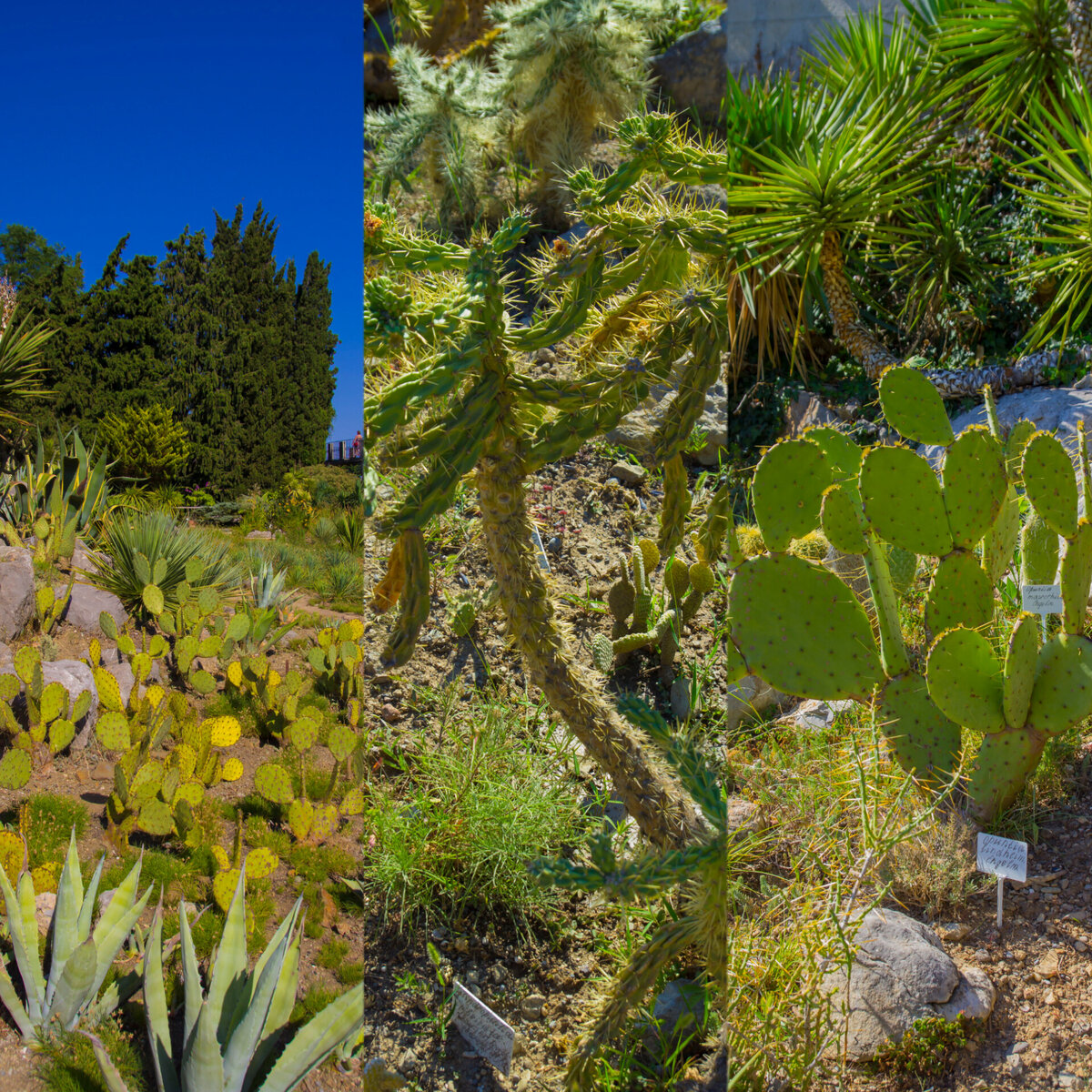 Пахиподиум в окружении опунций