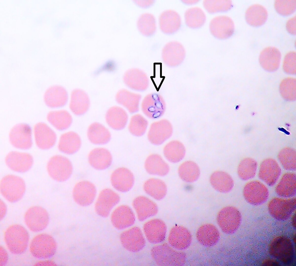 Фото взято из открытых источников