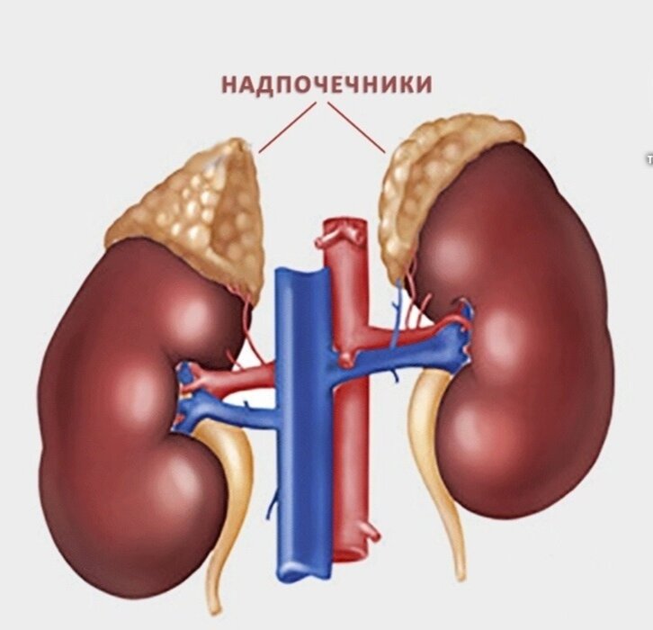 Надпочечники рисунок анатомия
