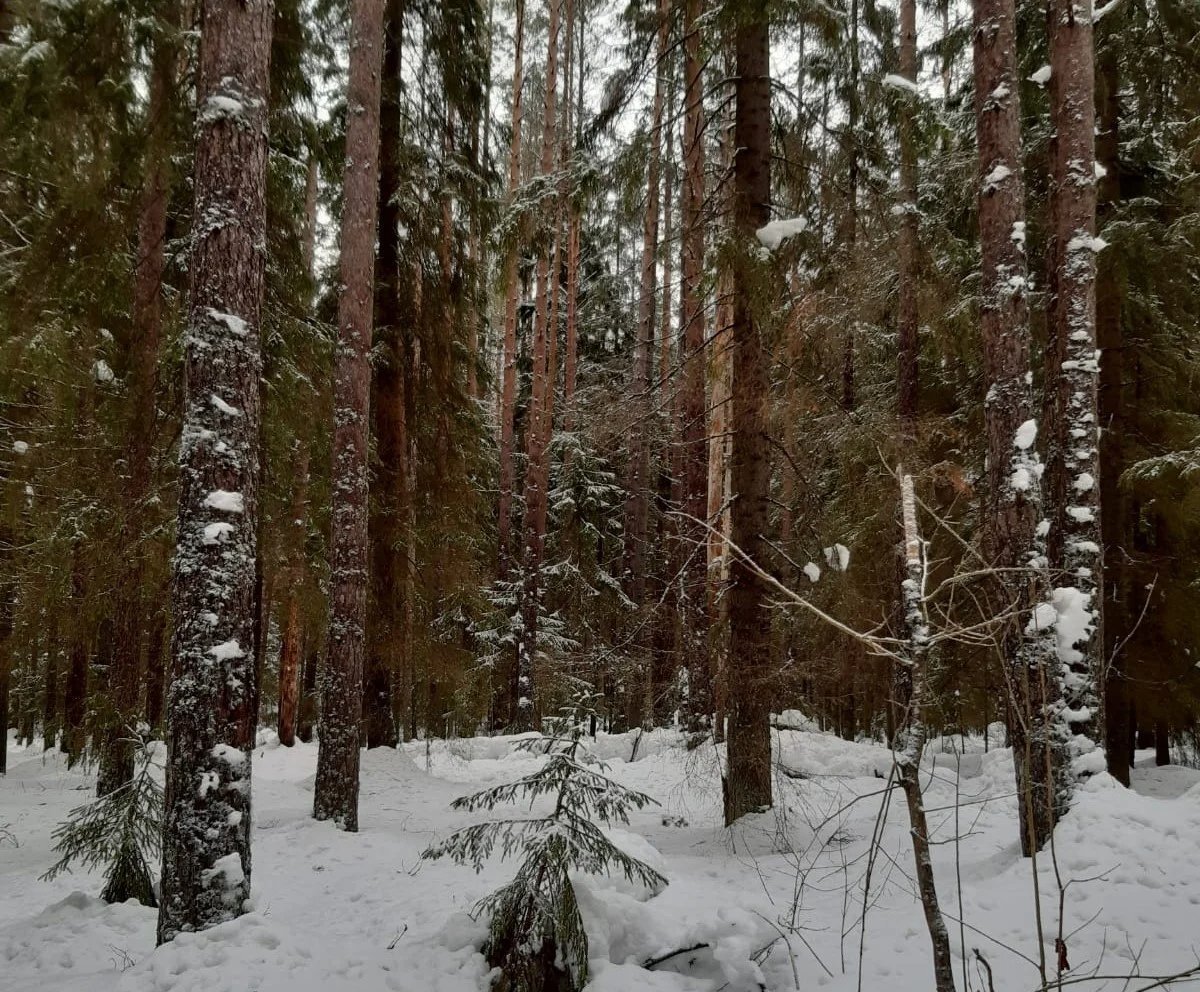 Лес в Зеленогорске. Фото: «Сохраним лес Зеленогорска и заказник Щучье озеро»