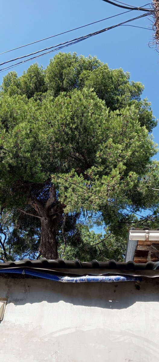 Фото нашей сосны над крышей дома с южной стороны