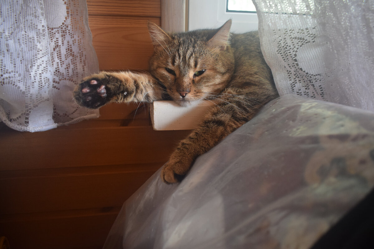 Я что - ррррыжая?!