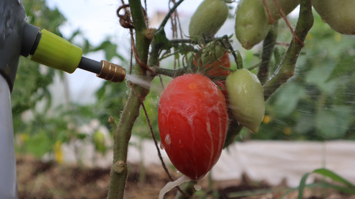 Очень часто для покраснения томатов создаются не совсем идеальные условия, поэтому плоды могут явно затянуто висеть в зеленом состоянии.-5