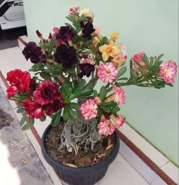 Фото из открытых источников. 