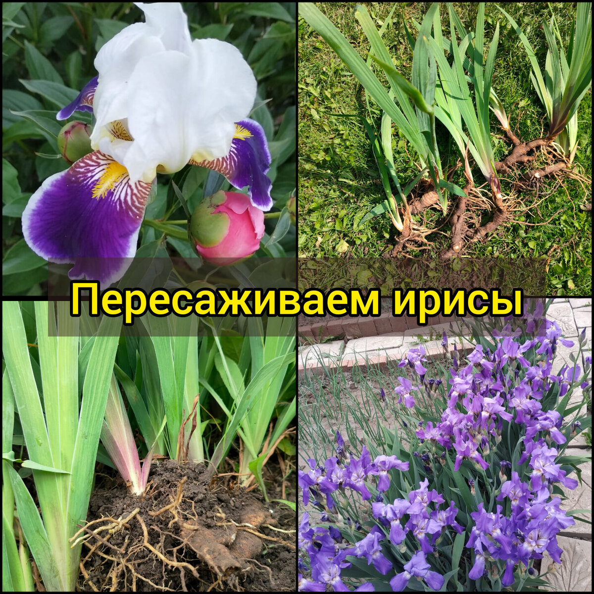 Ирис, несомненно, красивое растение, а так же неприхотливое, если всё сделать правильно при посадке