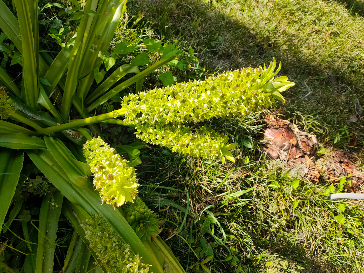 Если оказались в Сухуме, то сходите в ботанический сад, - рекомендовали мне туристы- он самый старый на Кавказе. Вот я отправилась посмотреть, что же там такое особенное есть.-8-4