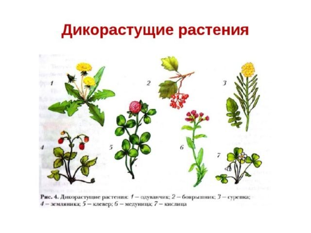 дикорастущие растения примеры