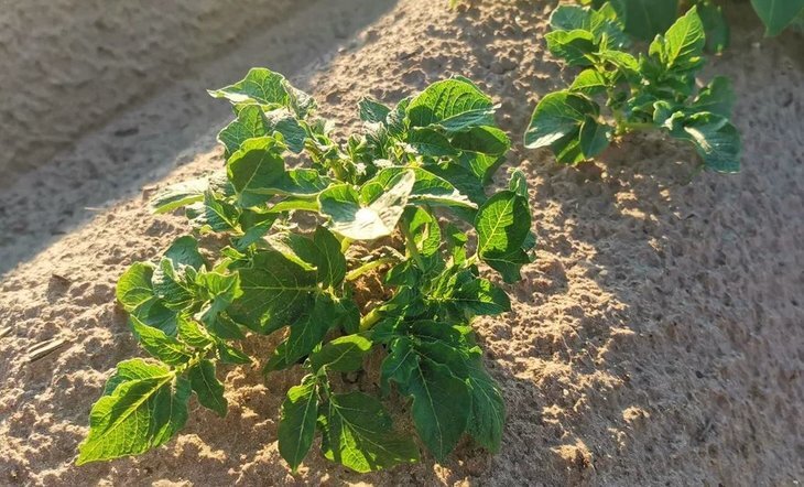    Вологодские фермеры нацелились на картофель