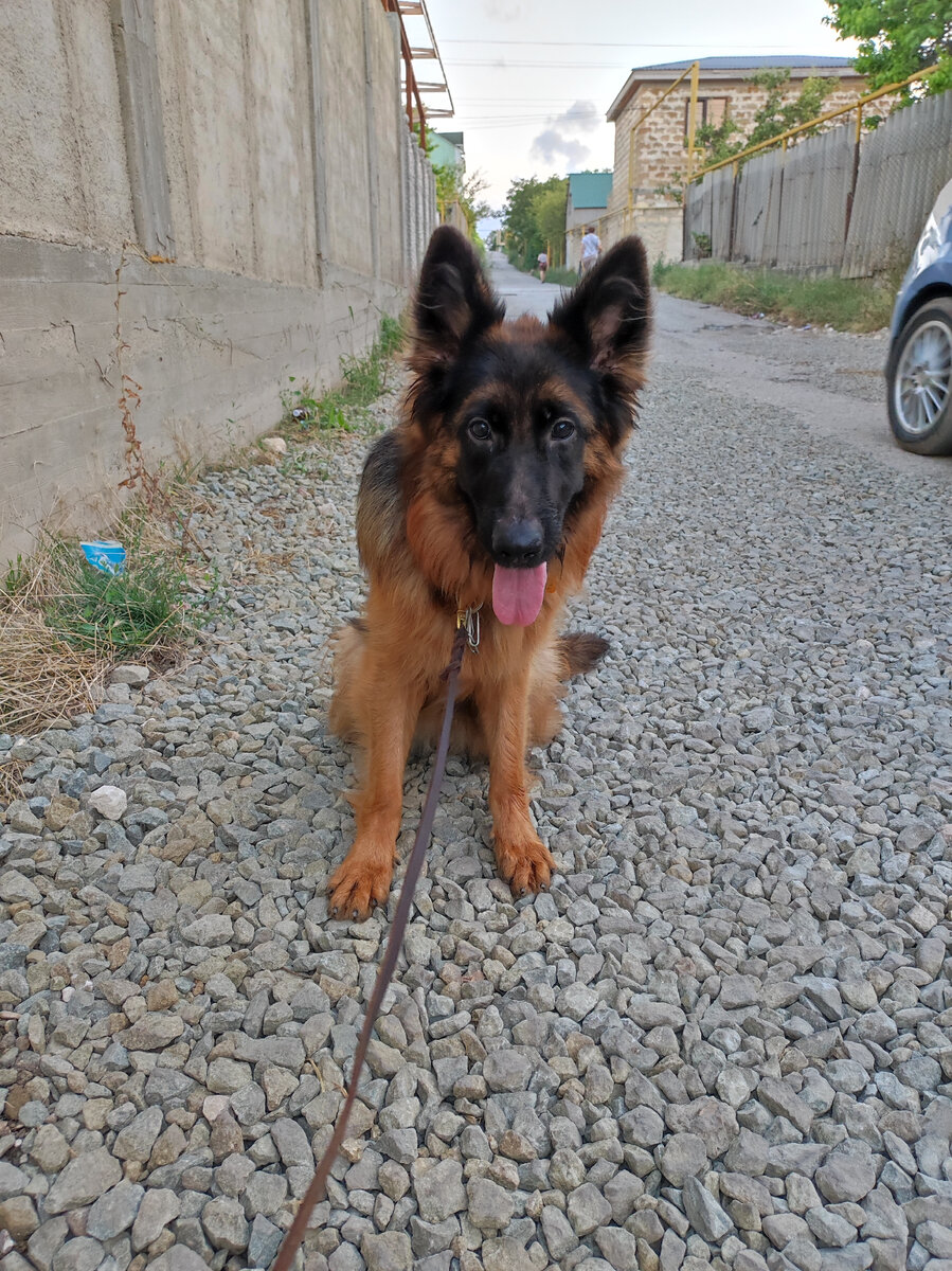 Хэппи Янкор Кримеа, 1 год. Команда "сидеть" на щебне при проезжающей машине.