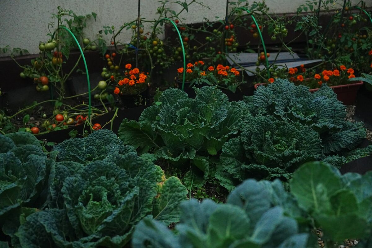 Шикарный урожай Дачного агронома 