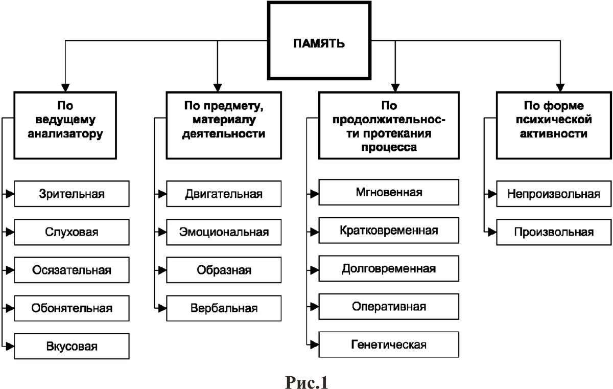 Методика типы памяти. Виды памяти по предмету материалу деятельности. Виды специальной памяти. Виды памяти собак. Виды памяти генетическая.