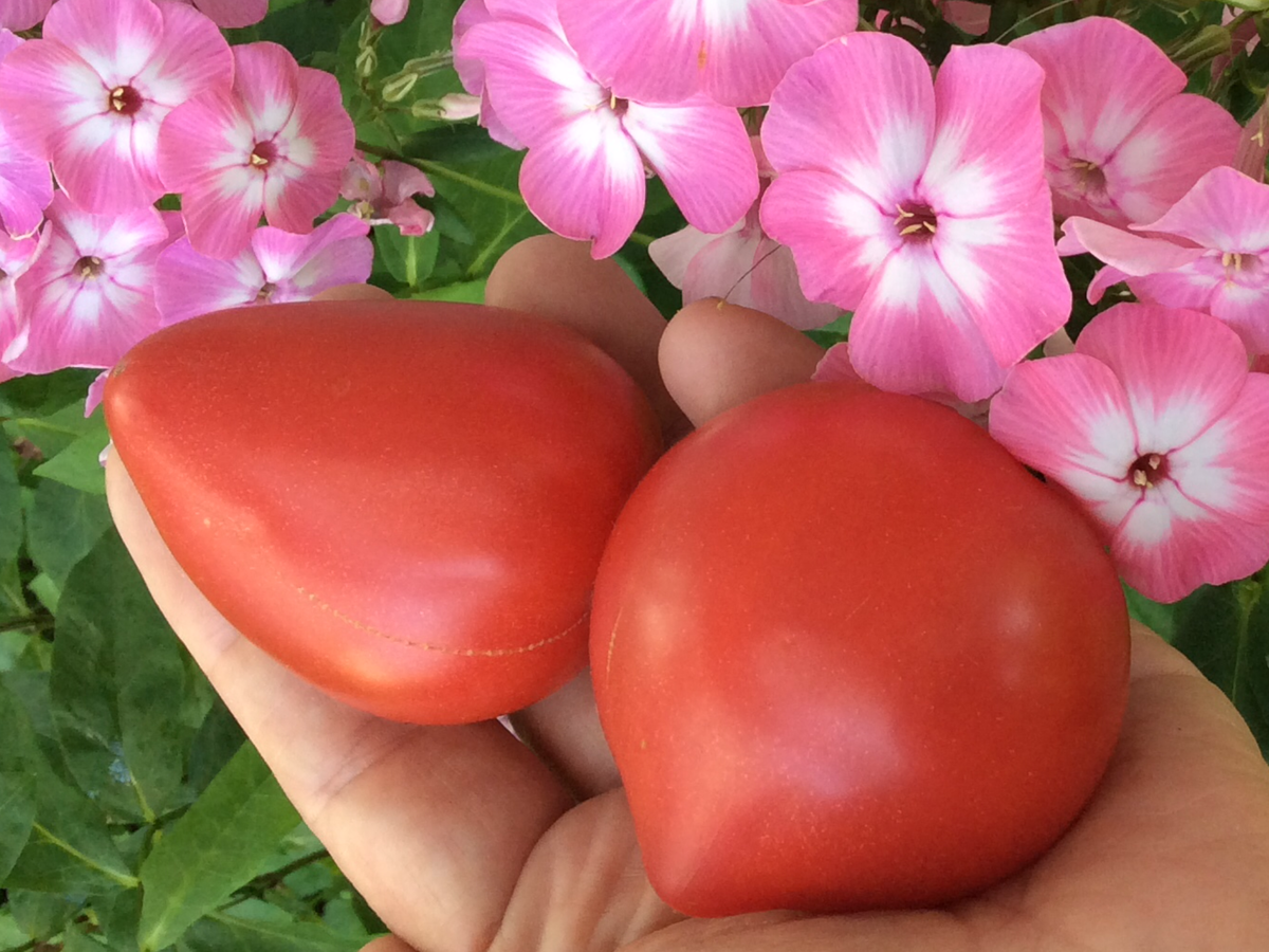 Томат гном пинк пашшен. Томат гном розовая пантера. Гном розовая страсть. Помидоры гном розовая страсть. Томат гном пинк опал.