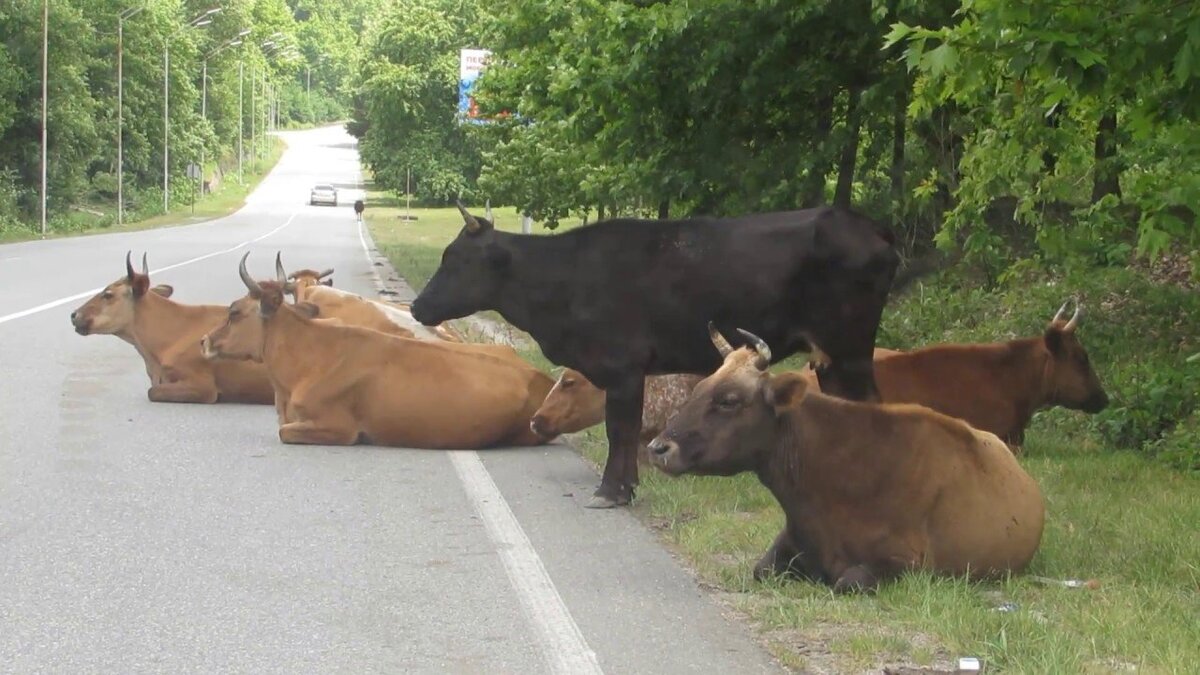 Такое часто можно встретить на дорогах Абхазии!