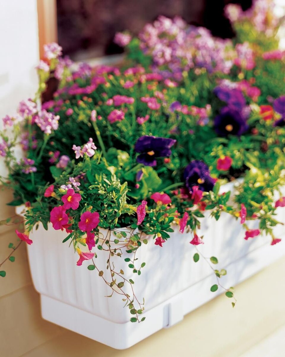 Как сажать цветы в балконные ящики