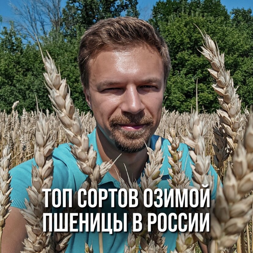 ТОП СОРТОВ ОЗИМОЙ ПШЕНИЦЫ В РОССИИ