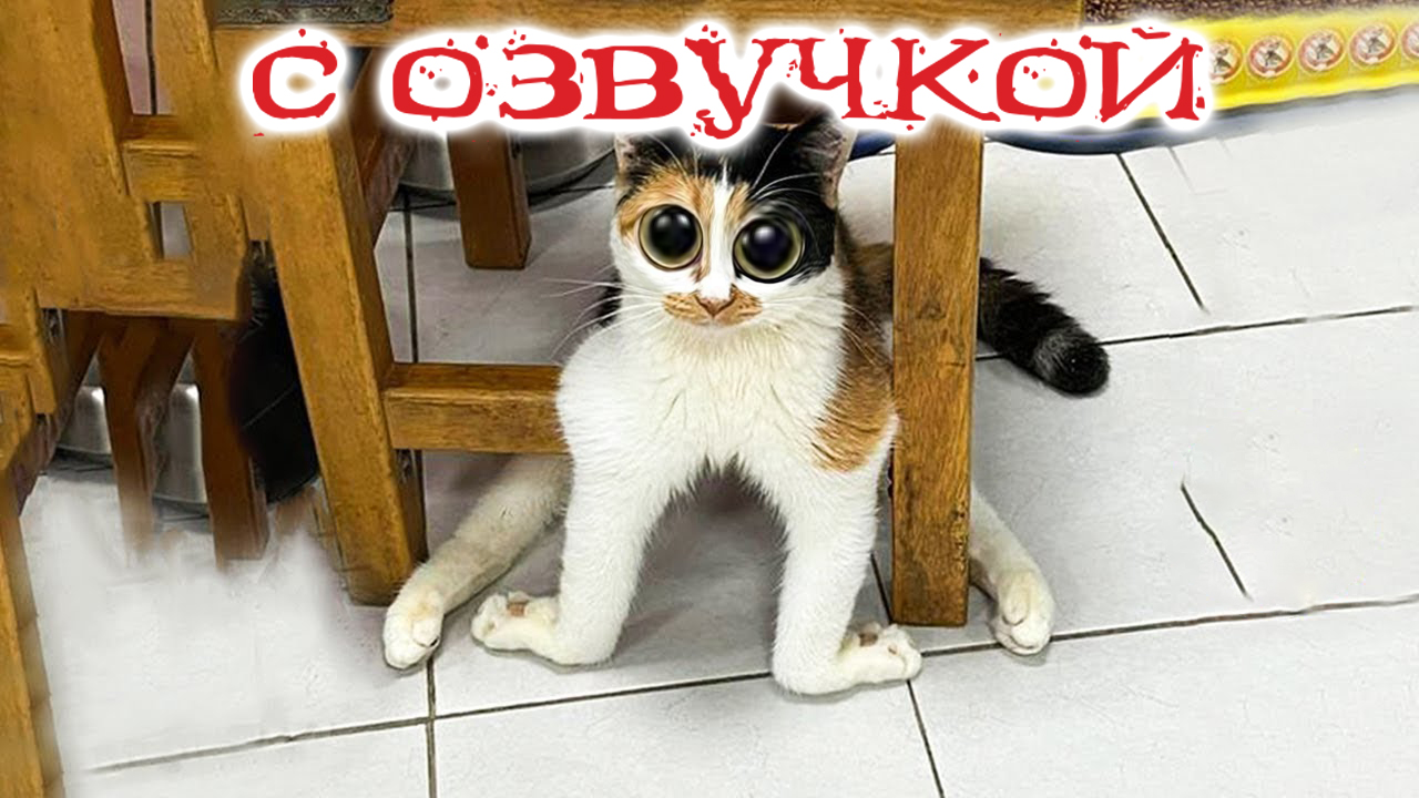 Приколы с котами! С ОЗВУЧКОЙ! Смешные Коты! Самые смешные животные!