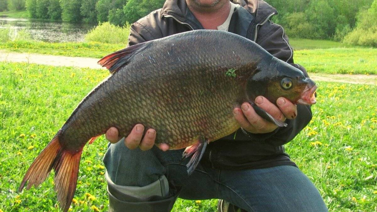 Рыбалка на леща. Рыбалка на леща на Ладожском озере.