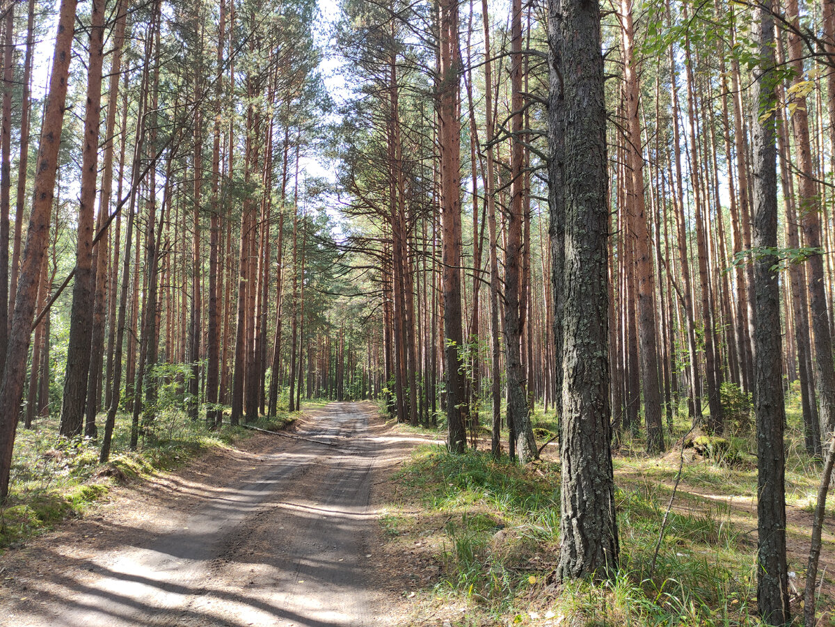 Дорожка в бору