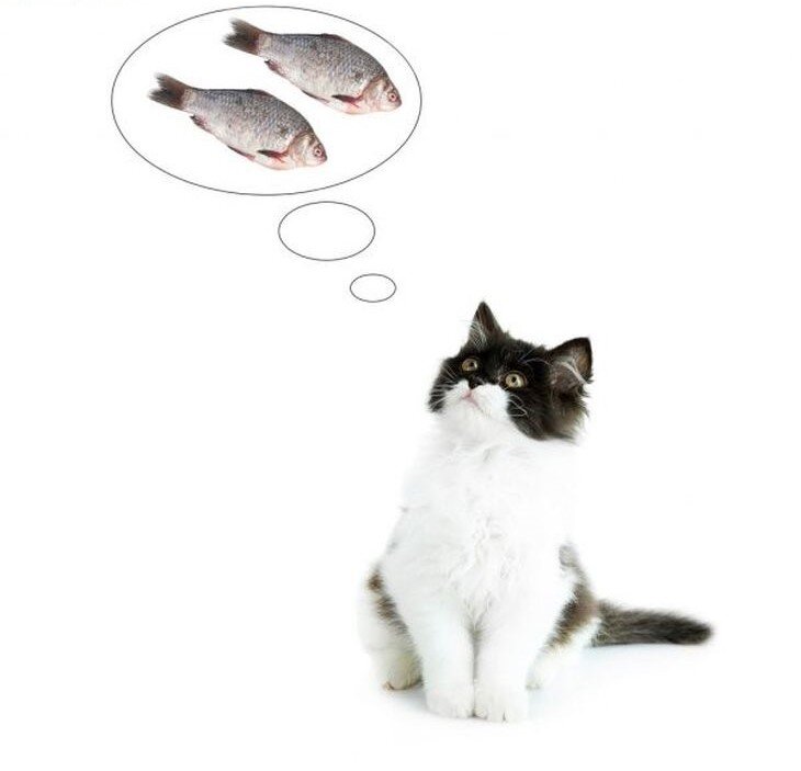 Можно ли кормить кошек рыбой и как правильно это делать: сорта, частота и правила кормления