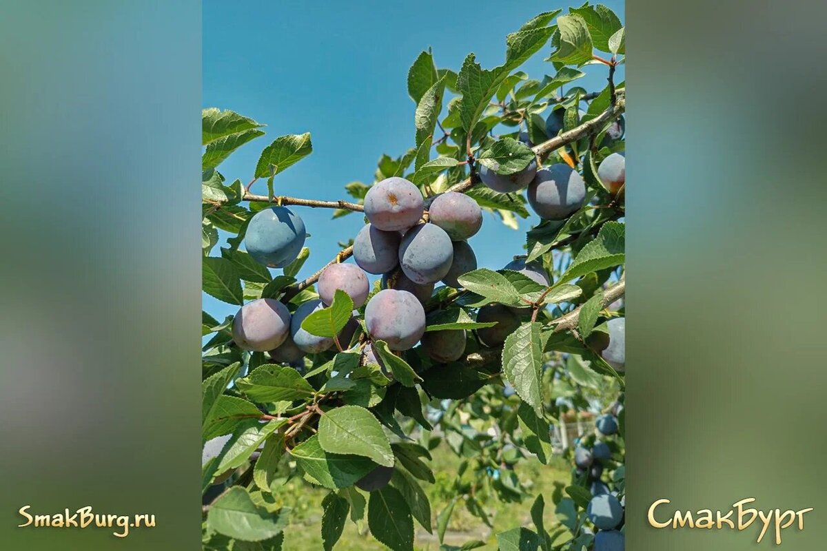 Чудесная и сочная деревенская слива - привет из лета!   Фото: Юля А.