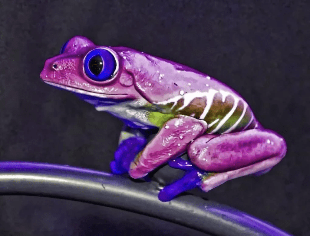 Фиолетовая лягушка. Розовая лягушка. Сиреневая лягушка.