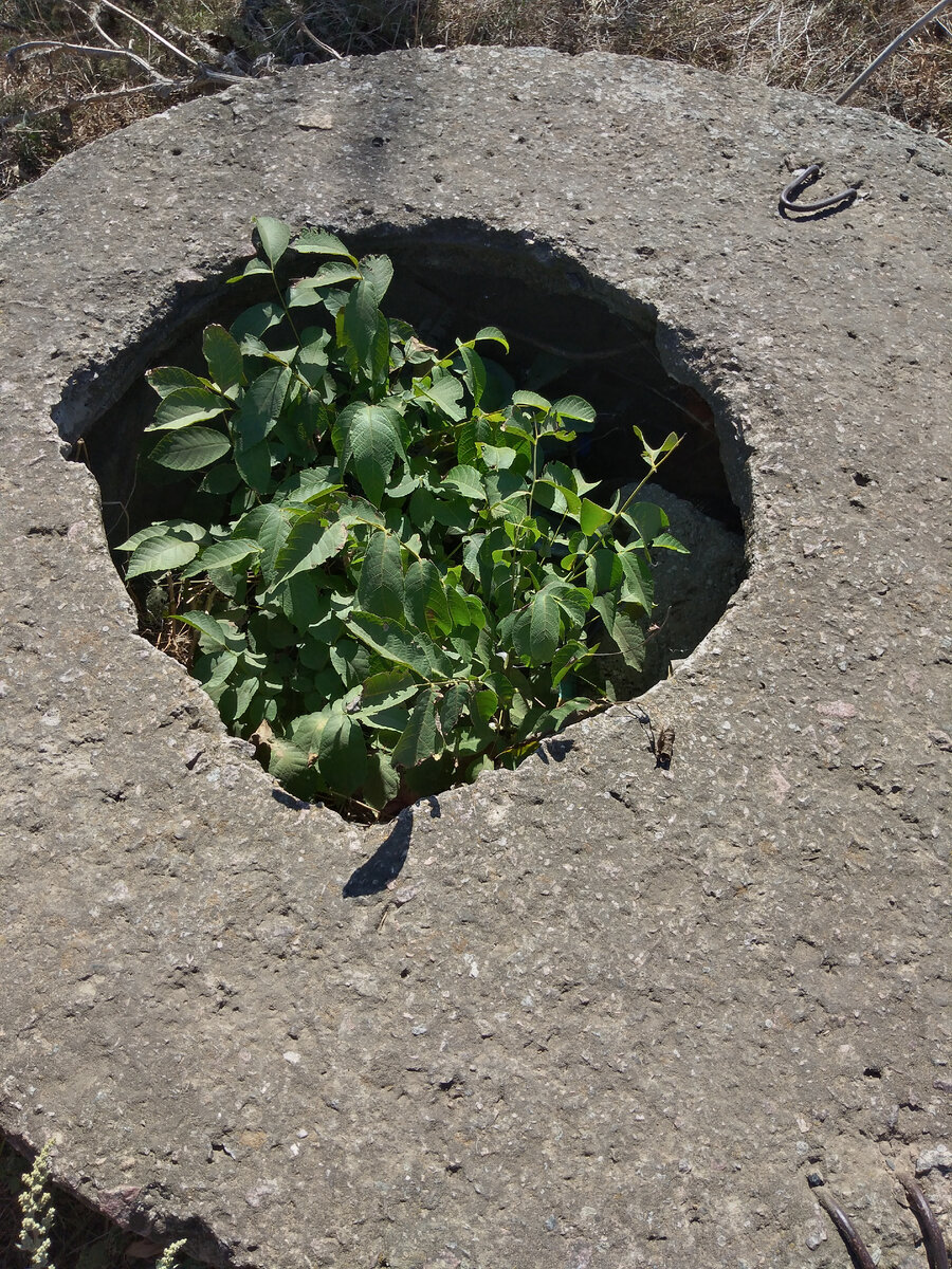 Сквозь трудные пути, пробивается жизнь