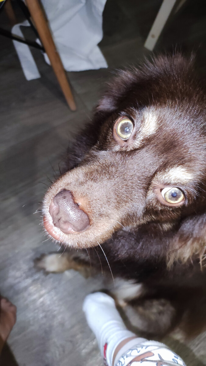 Арчи, ожидающий, что кусочек еды упадёт ему в рот и Тасина нога