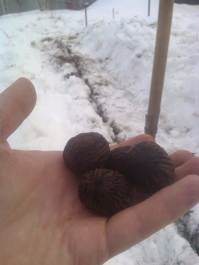 Сажаю Орех чёрный. Фото от 26 ноября 2016 года.