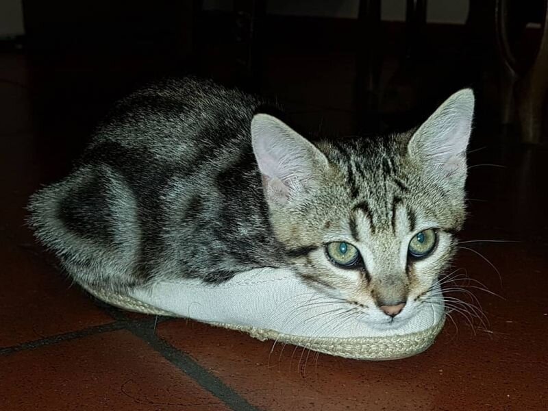 Источник фото: https://i.mycdn.me/image?id=877128575618&t=38&plc=WEB&tkn=*rjF9Vc-dfFm3d0lkfeyJNsfYKew