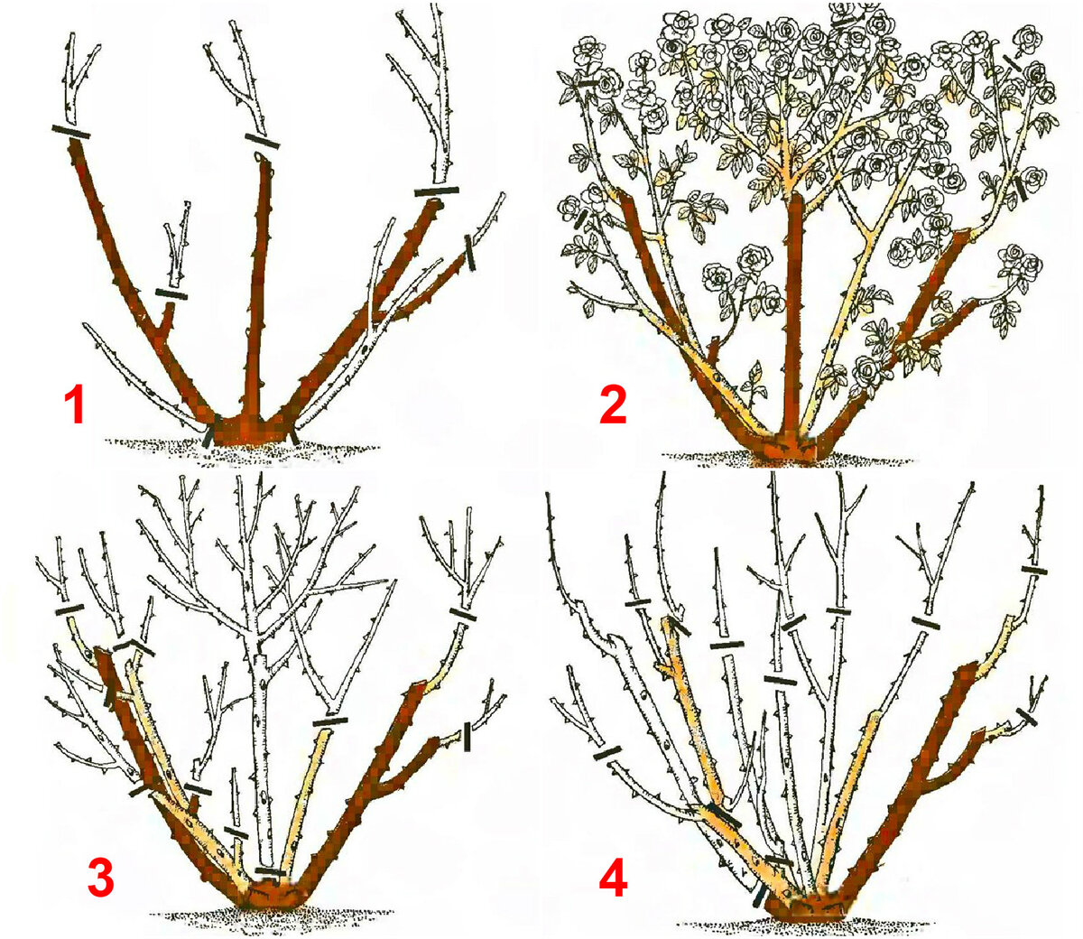 Куст розы весной. Обрезка плетистой розы весной. Схема обрезка весной плетистой розы. Обрезка розы шраб весной. Правильная обрезка роз весной.
