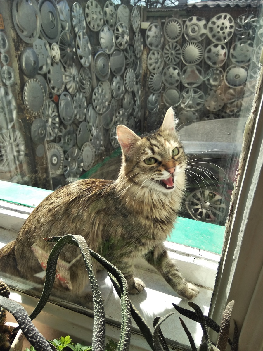 Кошка орёт на своё хребет.