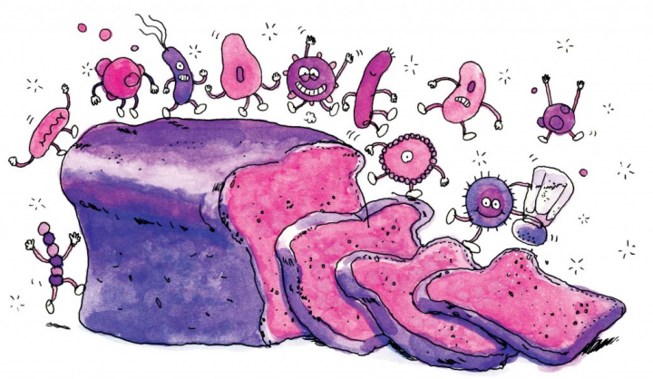 изображение с сайта: https://www.popsci.com/article/science/clostridium-it-can-kill-you-or-it-can-make-you-bread?dom=rss-default&src=syn
