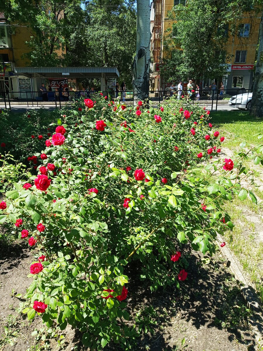 Донецк город роз. Донецк розы. Донбасс город роз. Город роз.