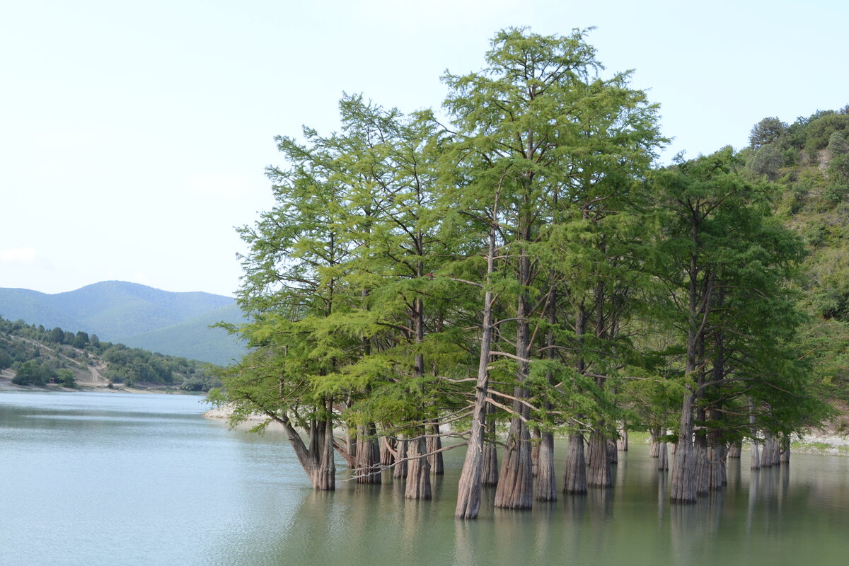 деревья озеро