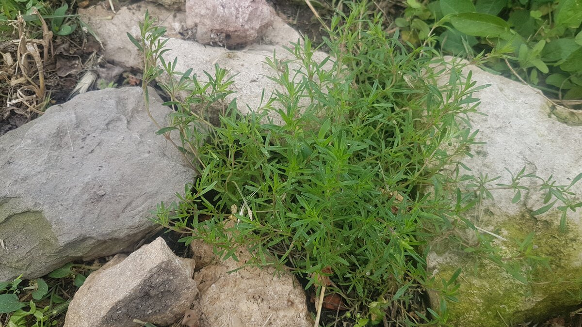 Тимьян ползучий прекрасно себя чувствует среди камней на скудной почве альпийской горки  совершенно без полива. Фото Е.Миговой.