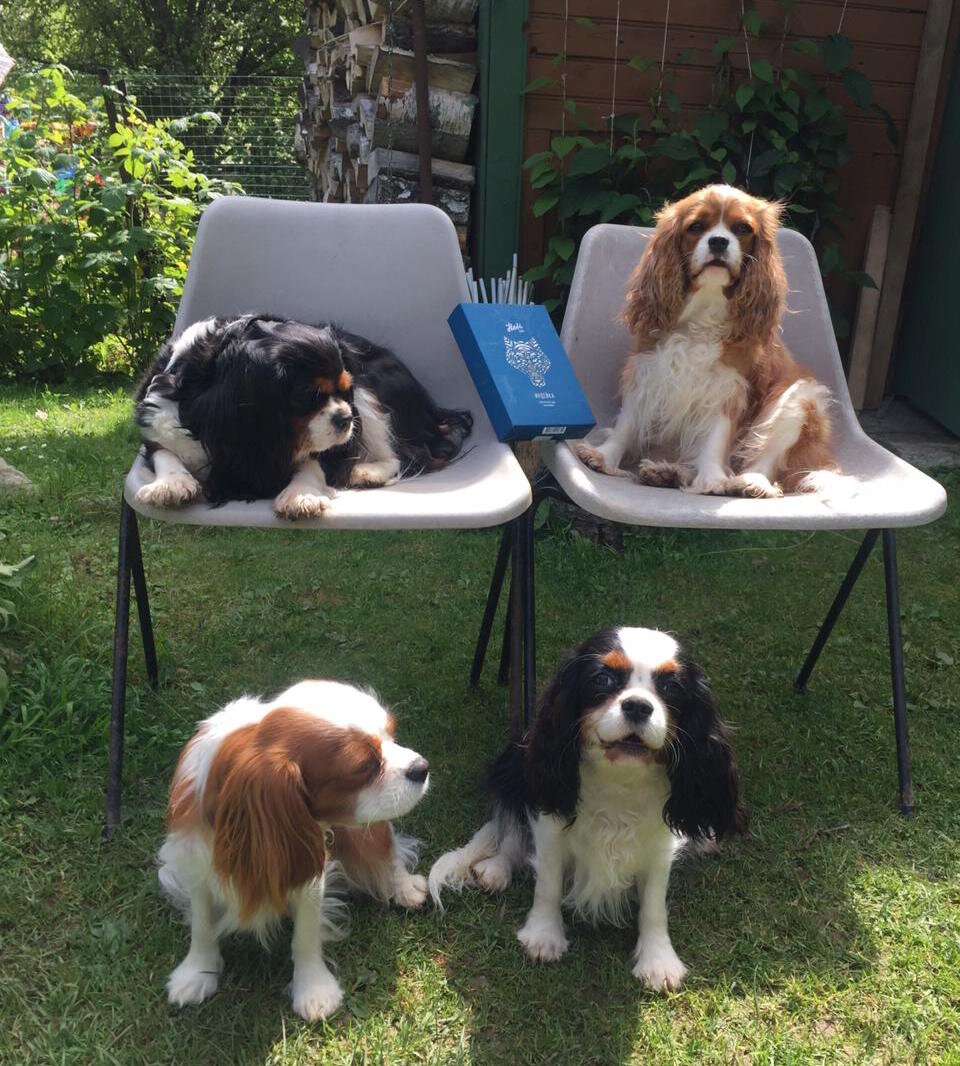 Кавалер Кинг Чарльз Спаниели в гостях у Сильвии