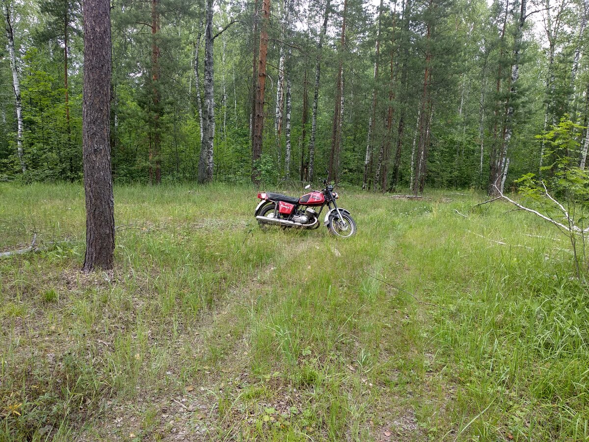Лес в деревне
