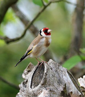"Goldfinch" в переводе с английского языка означает "щегол".